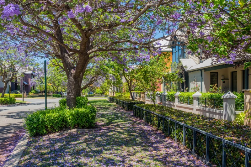 An image of a Subiaco street